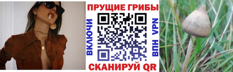 Псилоцибиновые грибы Psilocybine cubensis Туран